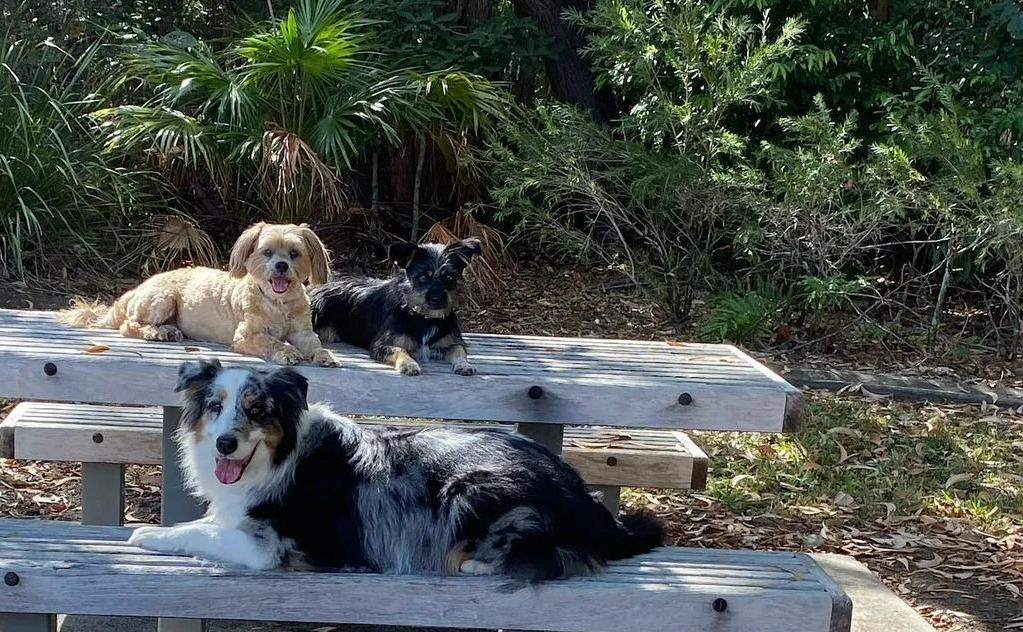 Five Dogs Rest on and Around a Picnic Table in a Park — Canine Training School in Trinity Park, QLD
