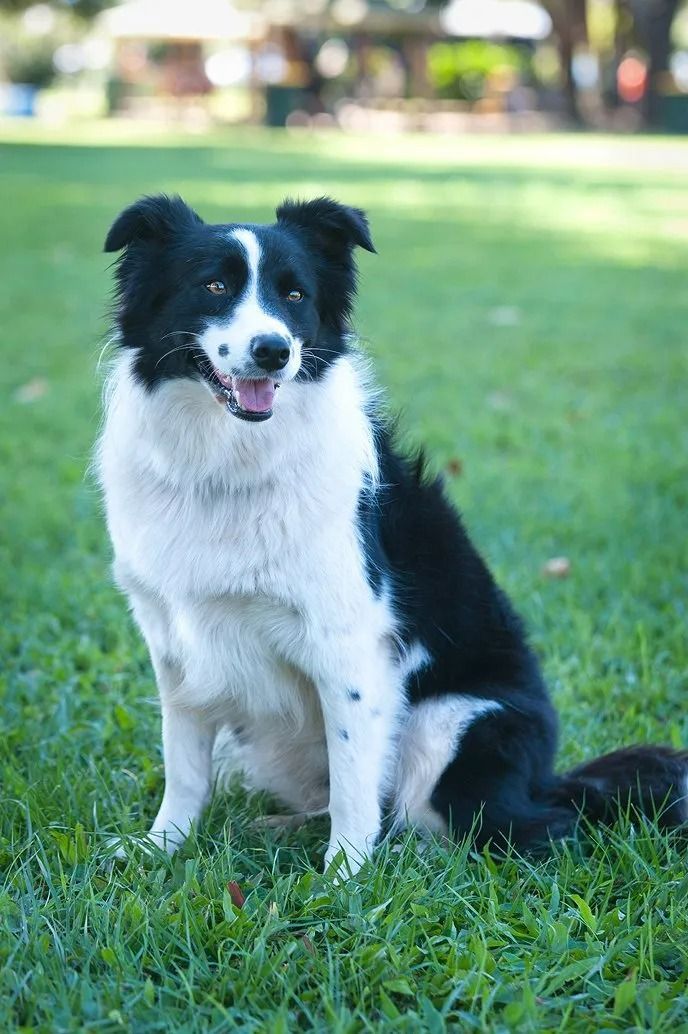 Black and White Border Collie Sits on Green Grass — Canine Training School in Trinity Park, QLD