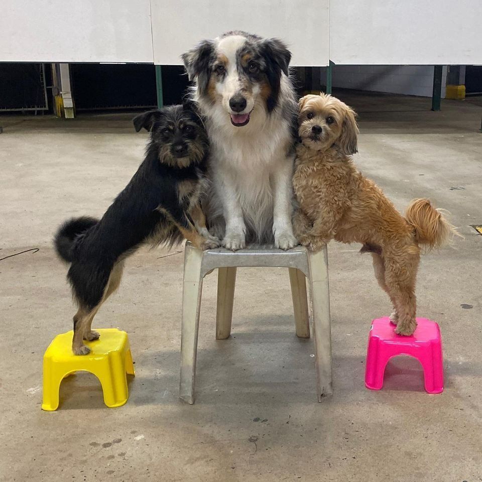 Three Dogs Balancing on Stools, Central Dog on a Chair — Canine Training School in Trinity Park, QLD