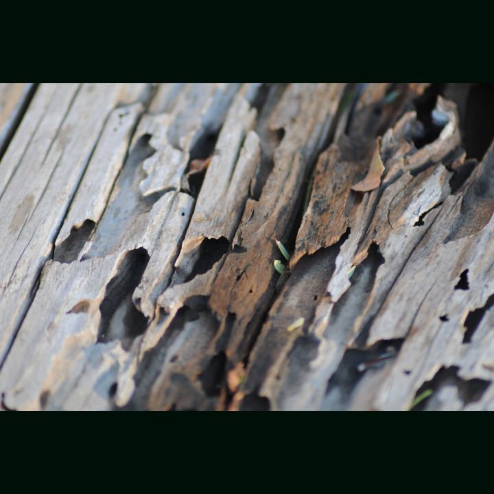 Pest Control Lebanon TN