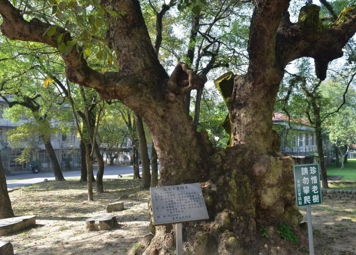 在陽光明媚的日子裡,公園裡一棵大樹上立著一塊牌子。