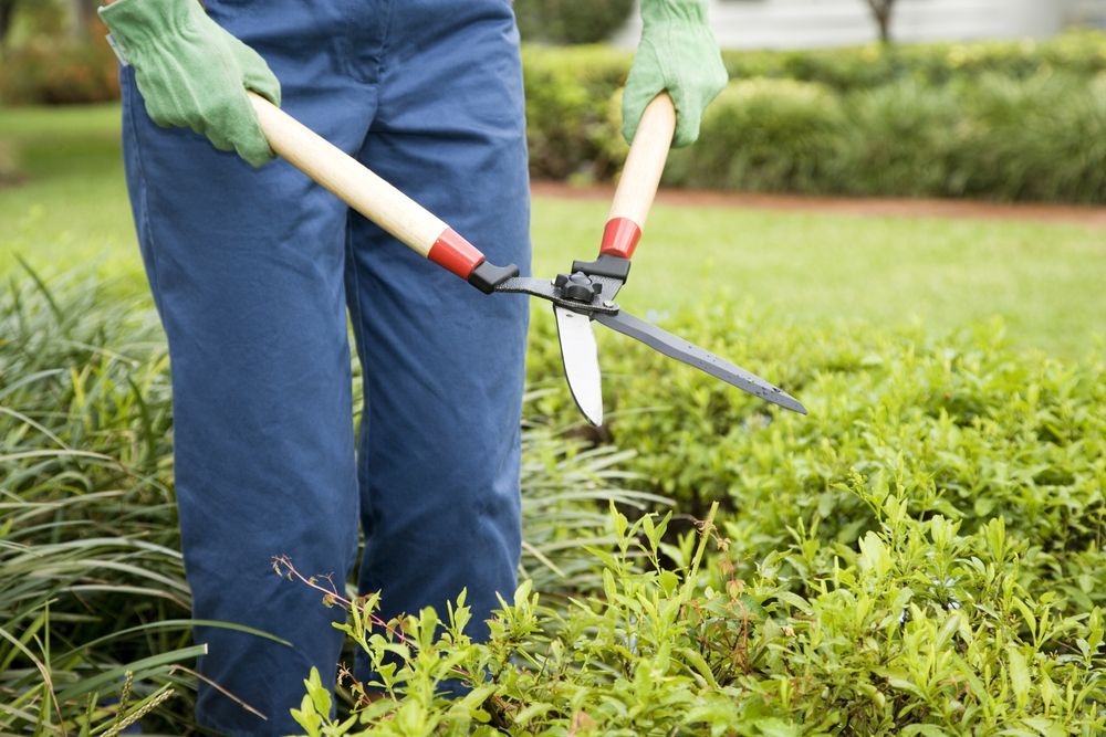 Person Trimming a Hedge With Pruning Shears in a Yard — Precision Fencing & Landscaping in Thurgoona, NSW
