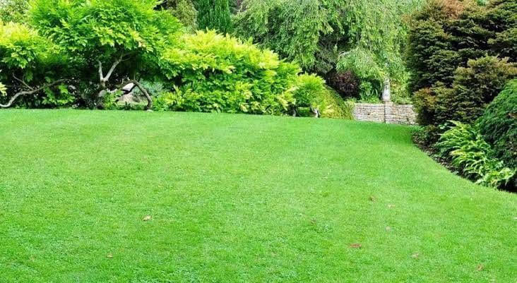 Lush Green Lawn Slopes Up to a Border of Vibrant Green Bushes — Precision Fencing & Landscaping in Thurgoona, NSW