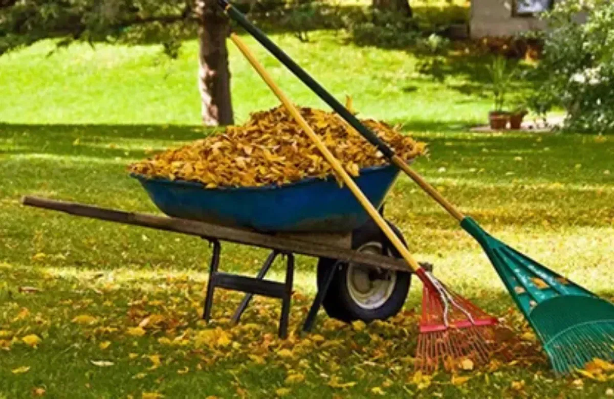 Blue wheelbarrow full of leaves in a grassy park, with rakes leaning beside it.