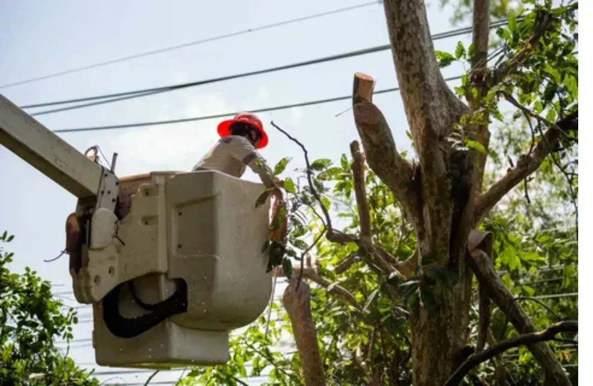 Utility worker in a bucket lift trimming tree branches near overhead power lines