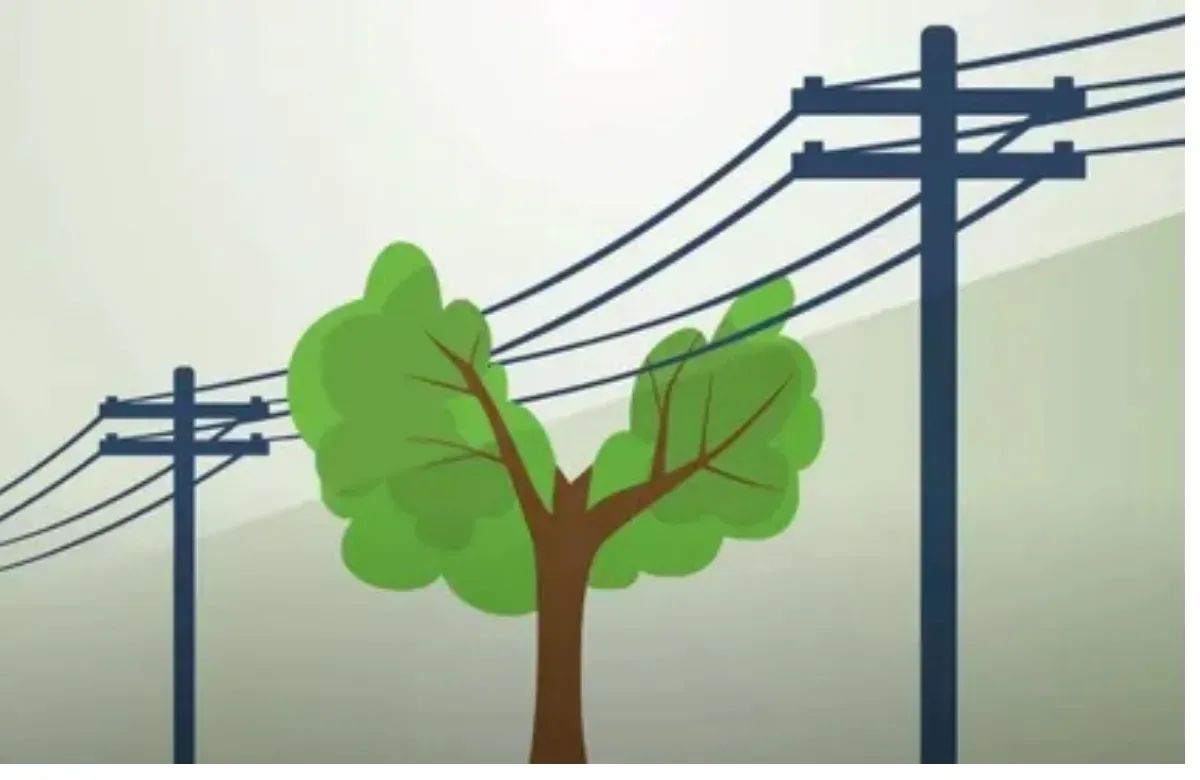 Tree growing beside utility poles and power lines in a hazy landscape