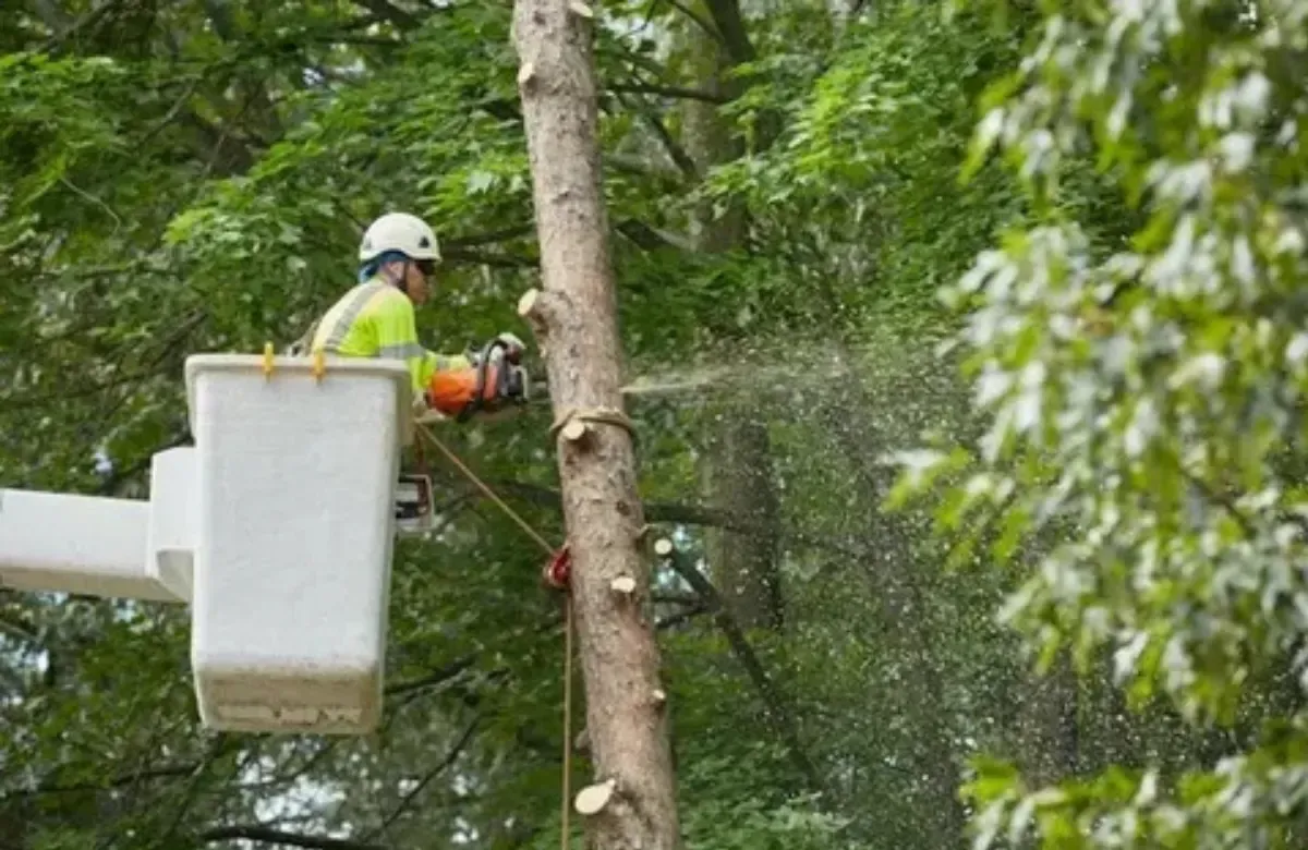 Worker in a bucket lift cutting a tree trunk with a chainsaw, branches and sawdust spraying in a forest.