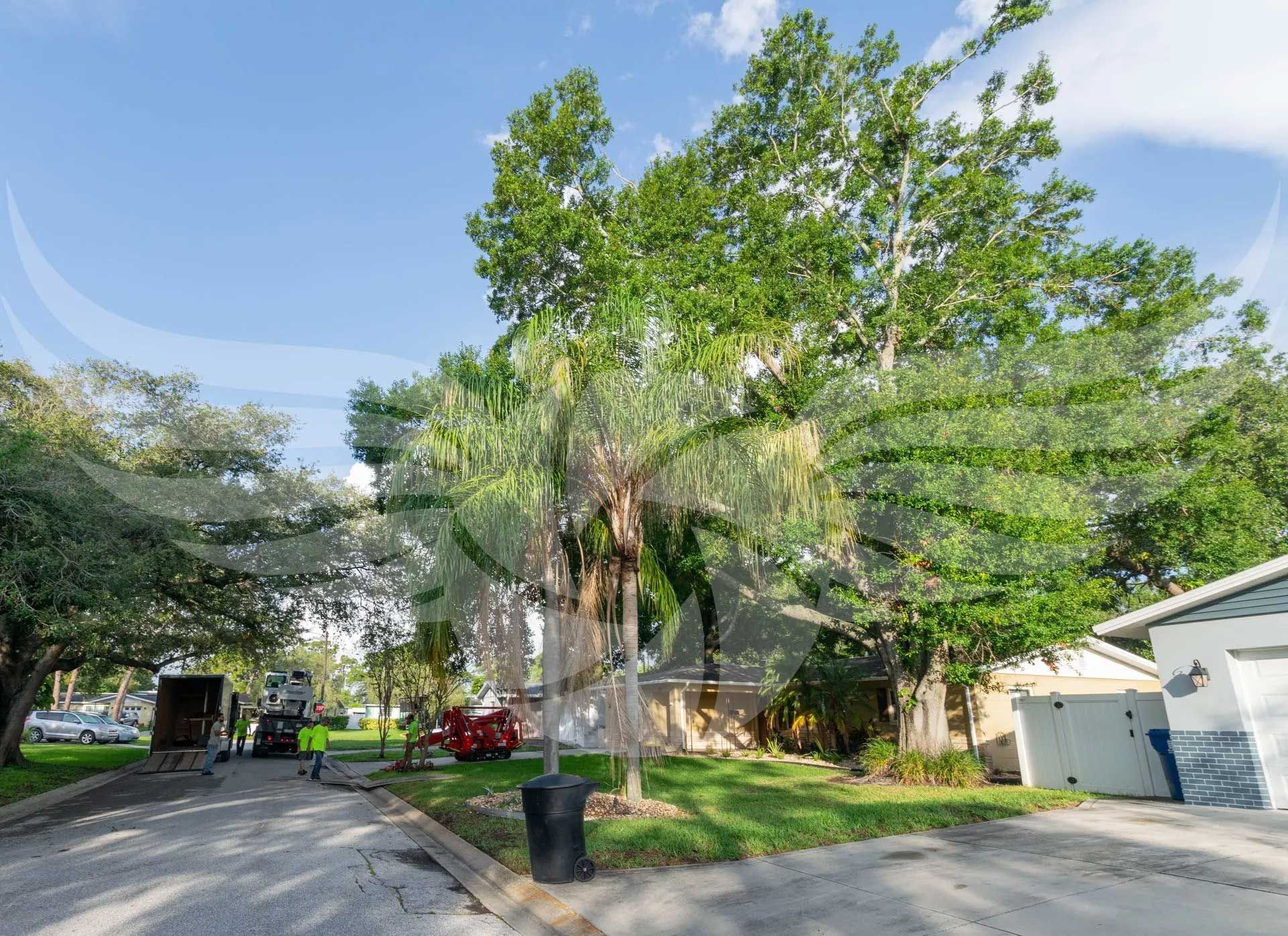 Tree Company St Pete, FL