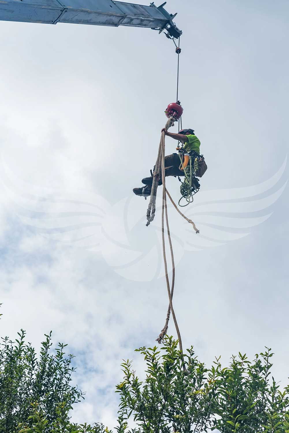 A man is hanging from a crane while cutting a tree