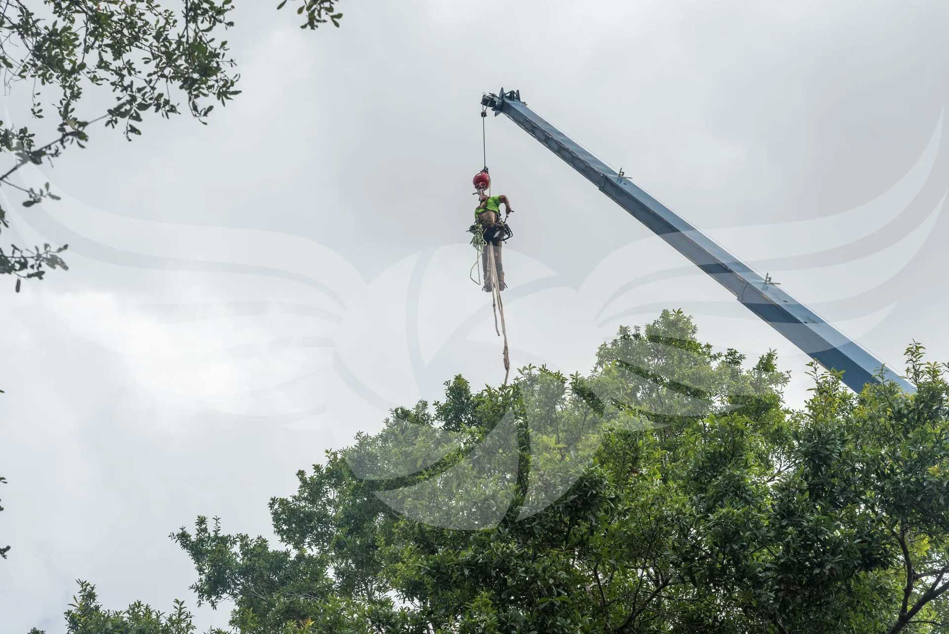 A man is hanging from a crane in a tree.