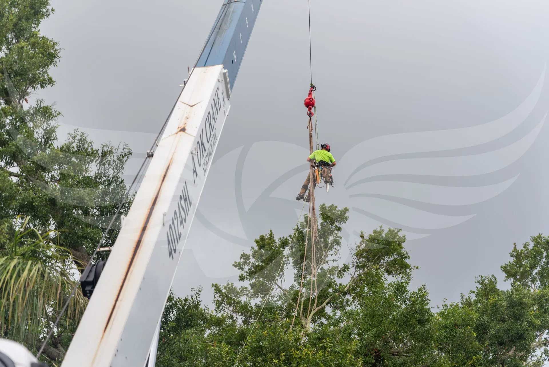A man is climbing a tree with a crane in the background.