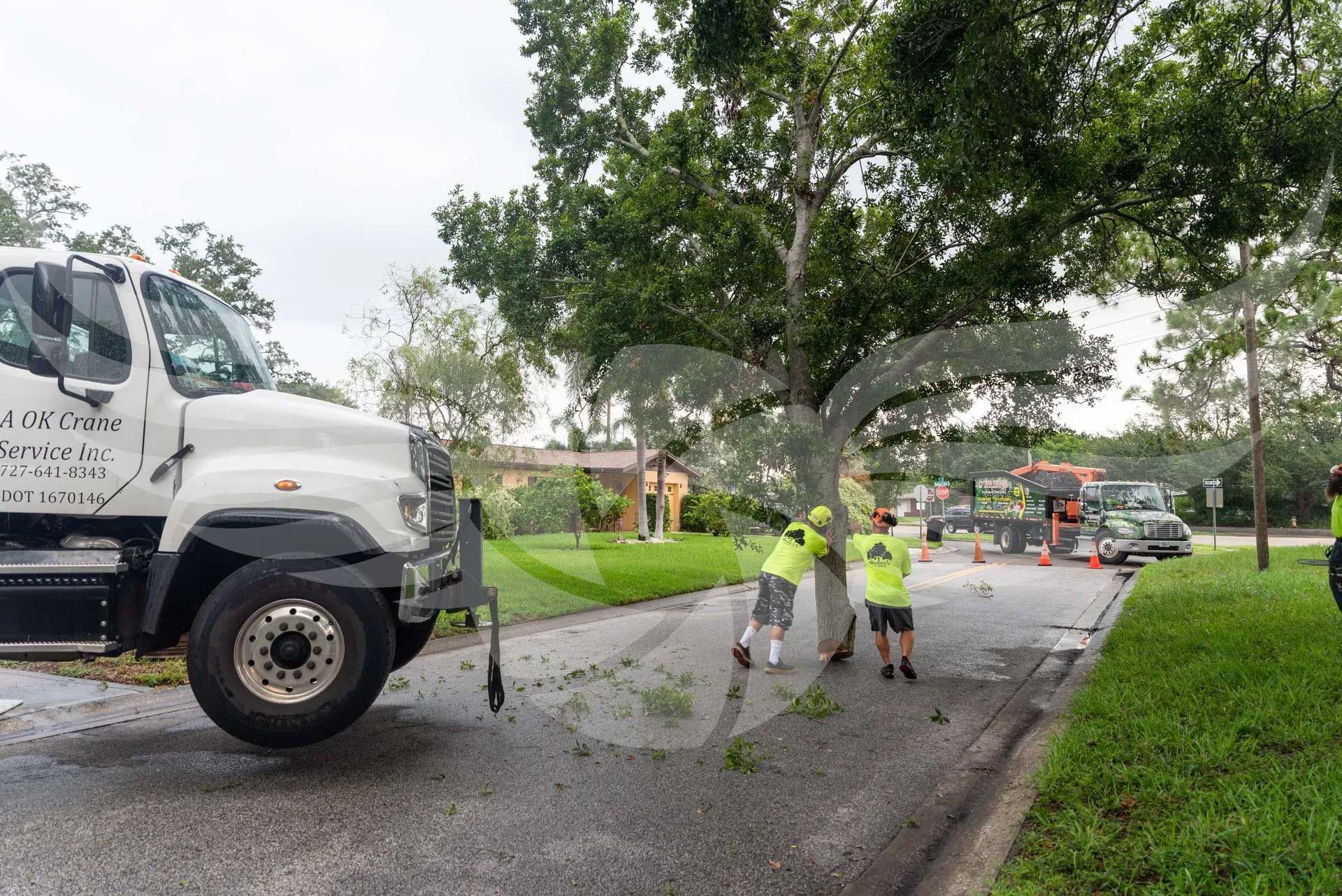 A white truck is towing a tree down on the side of the road.