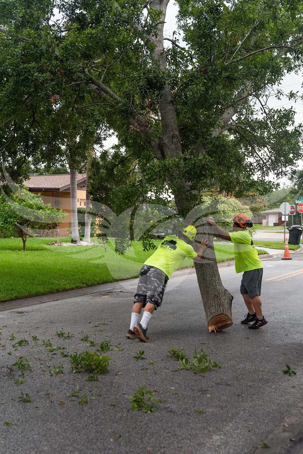 Two men are standing next to a fallen tree on the side of the road.