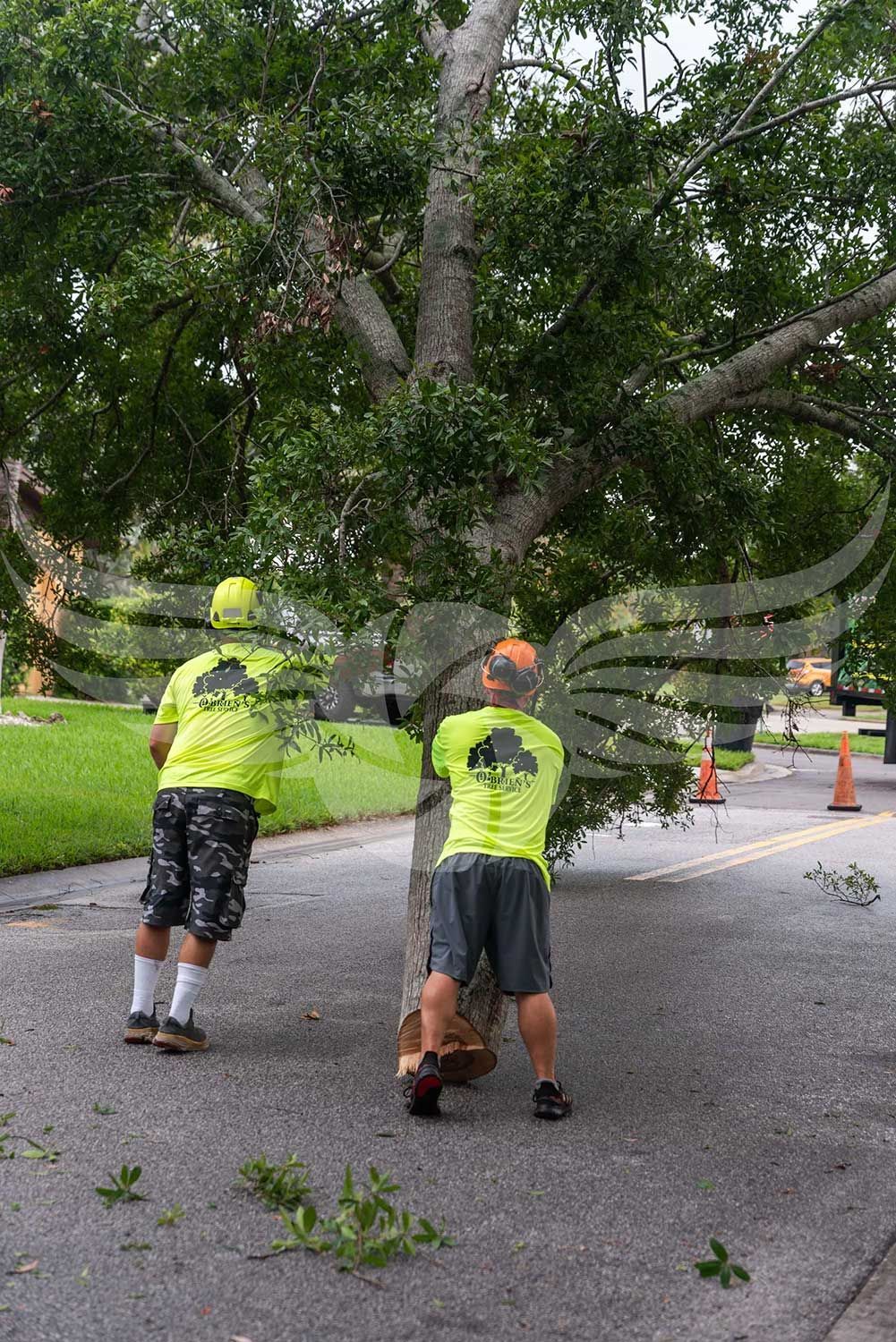 Two men are standing next to a fallen tree on the side of the road.