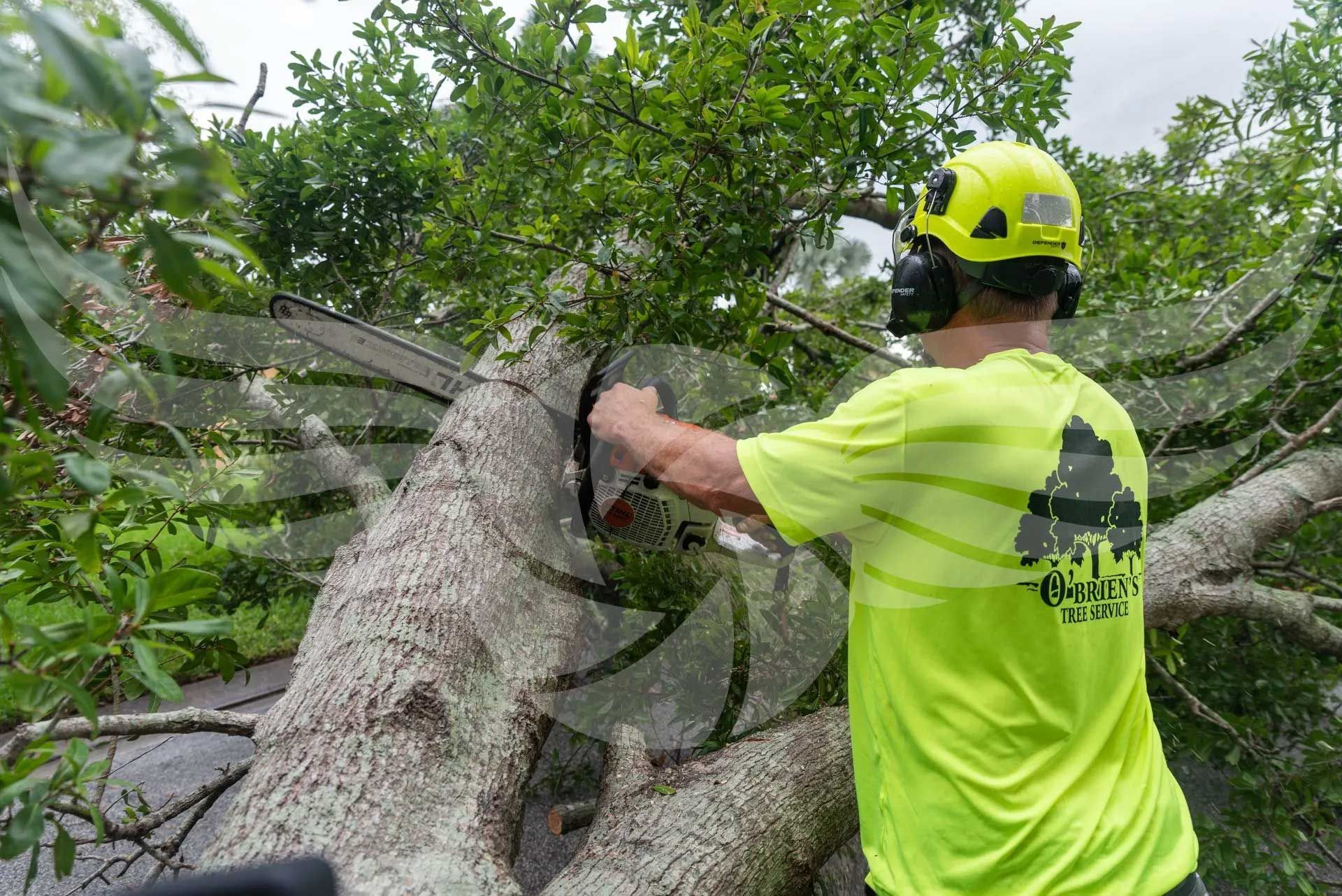 A man is cutting a tree with a chainsaw.
