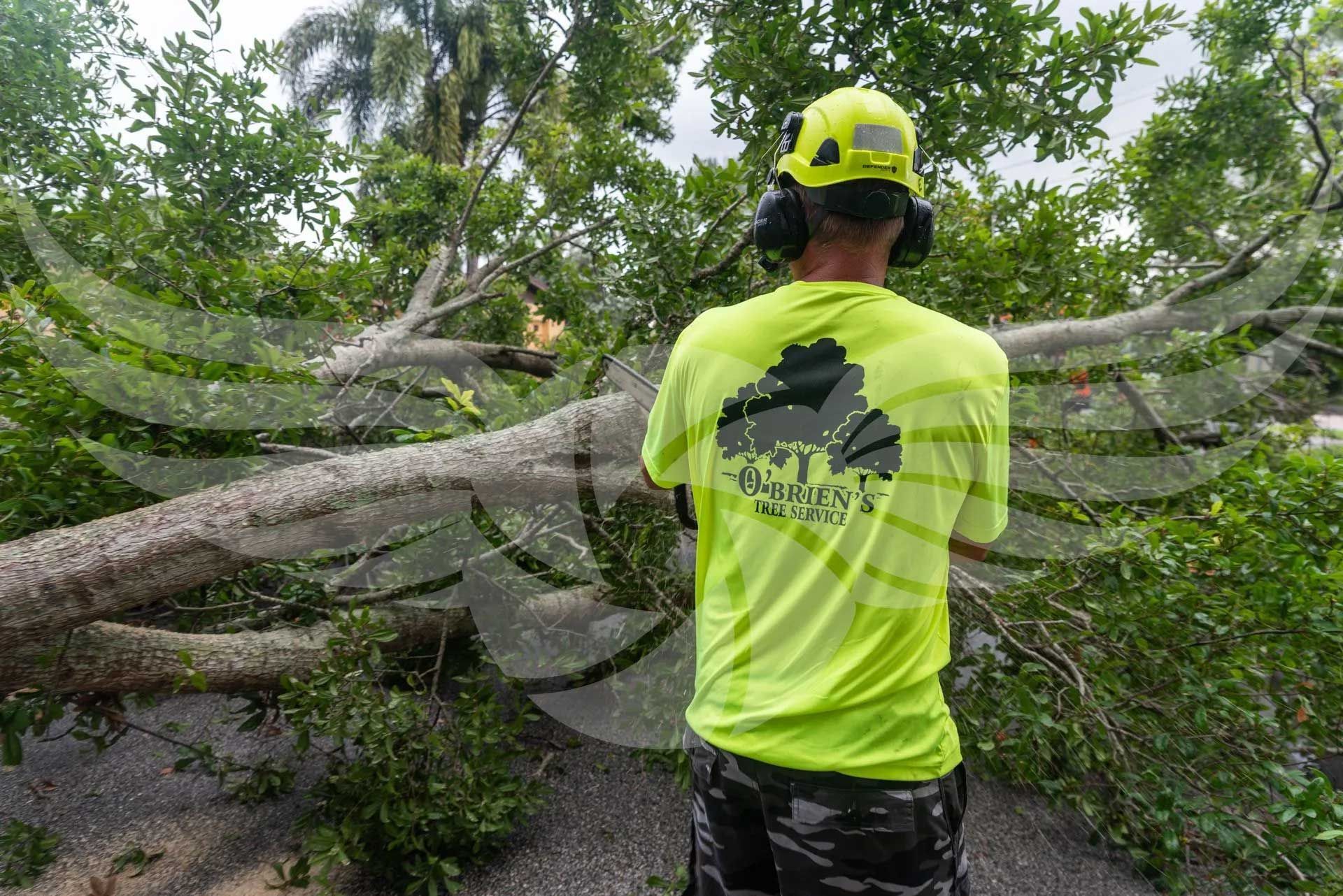 A man in a yellow shirt is standing next to a fallen tree.