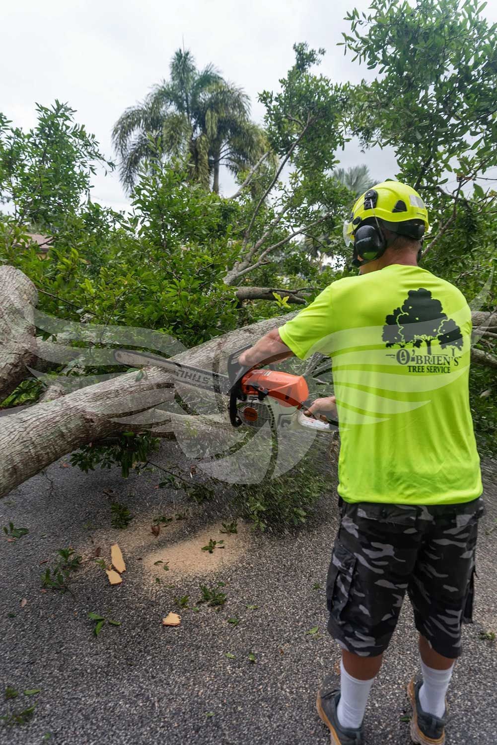 A man is cutting a tree with a chainsaw.