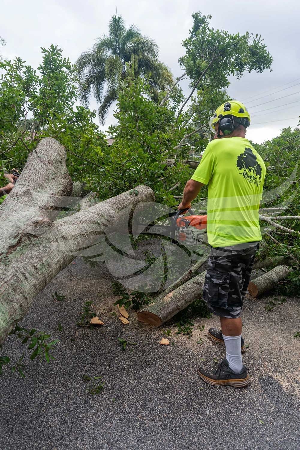 A man is cutting a tree with a chainsaw.
