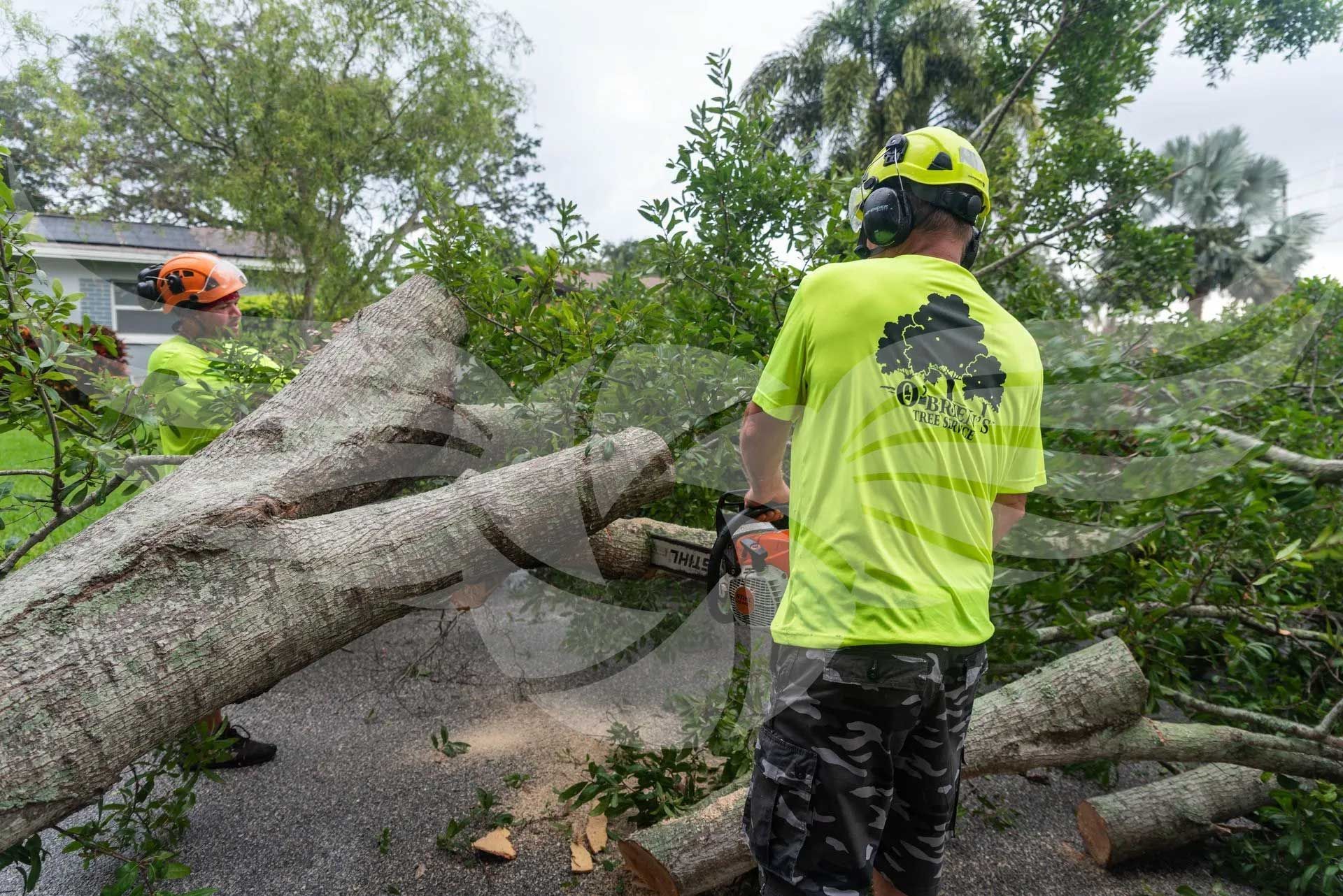 A man is cutting a tree with a chainsaw.