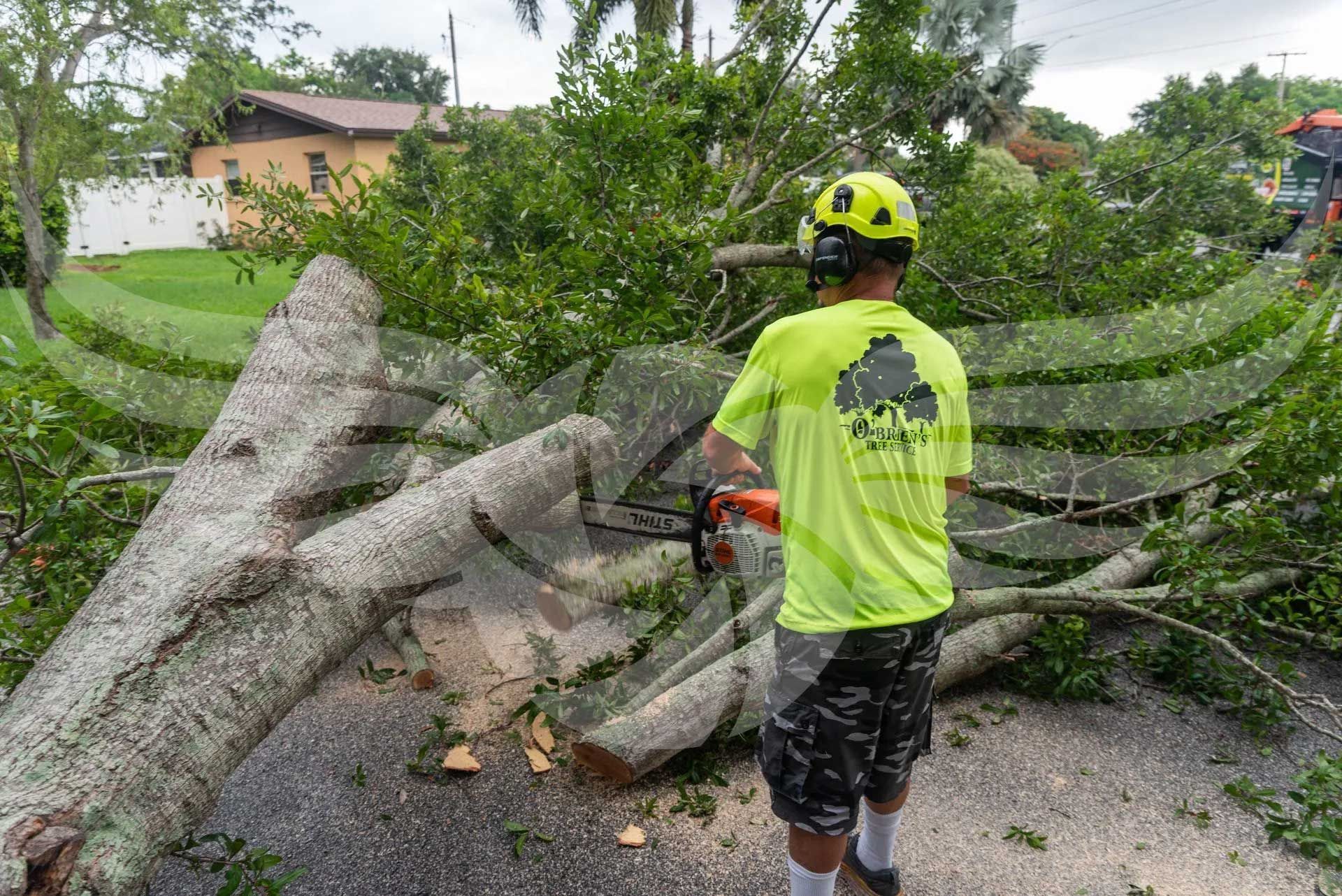 A man is cutting a tree with a chainsaw.