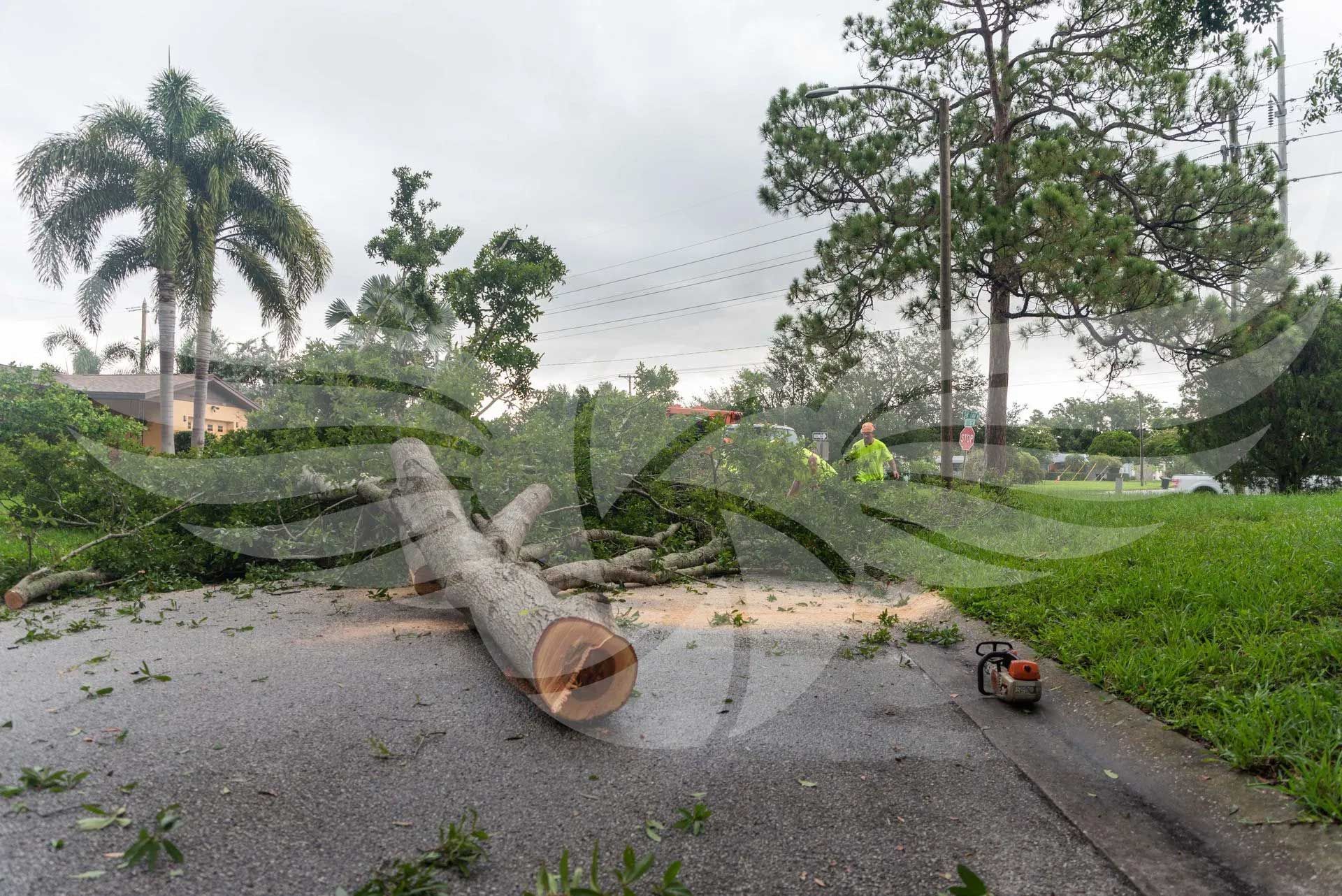 A large tree trunk is laying on the side of the road.