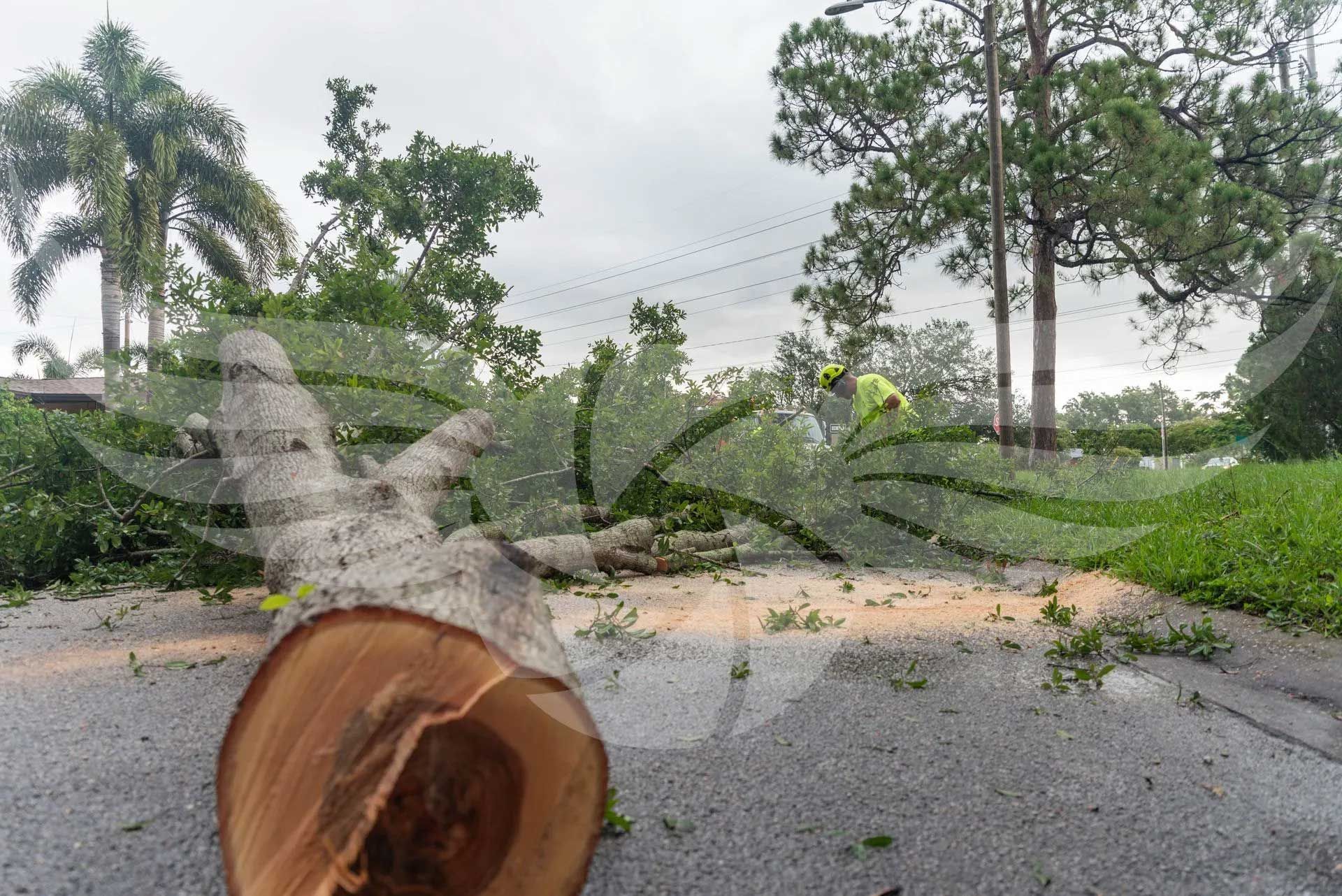 A tree stump is laying on the side of a road.