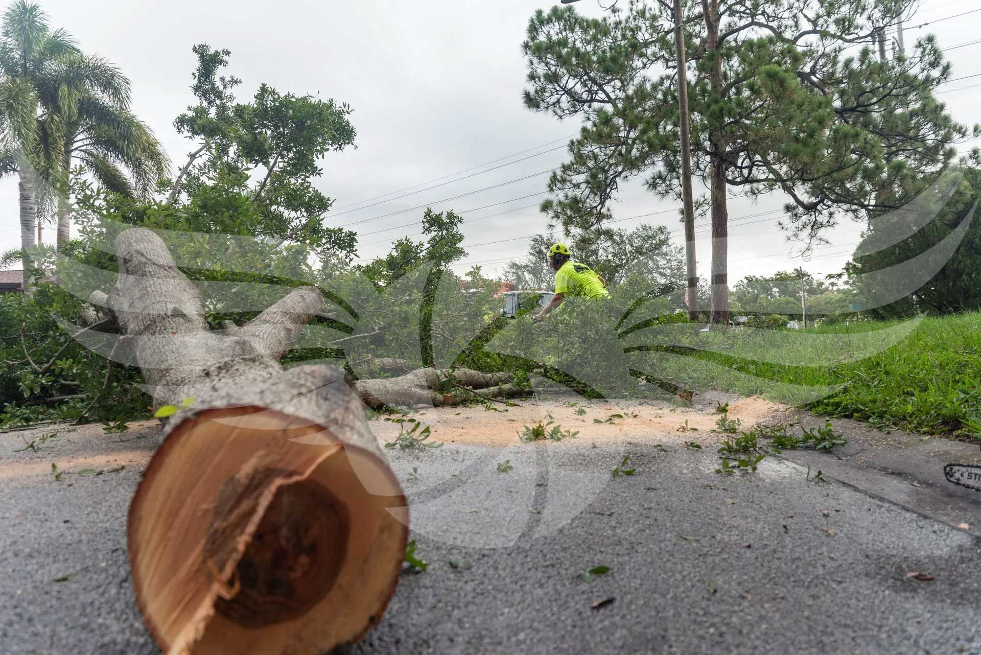 A tree stump is laying on the side of the road.