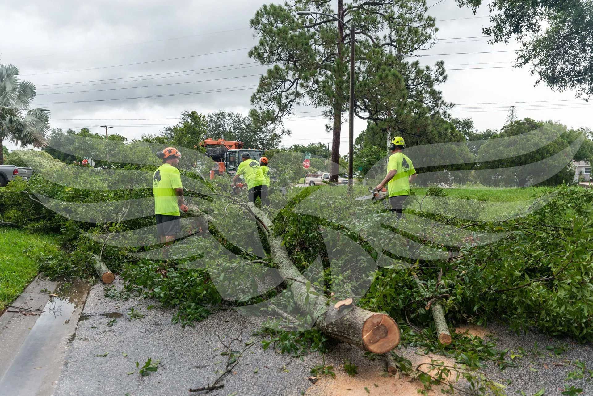 A group of people are standing around a tree that has been cut down.