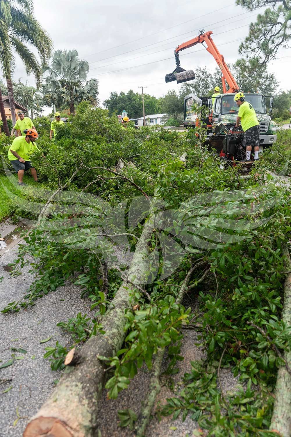 A group of people are cutting down a tree on the side of the road.
