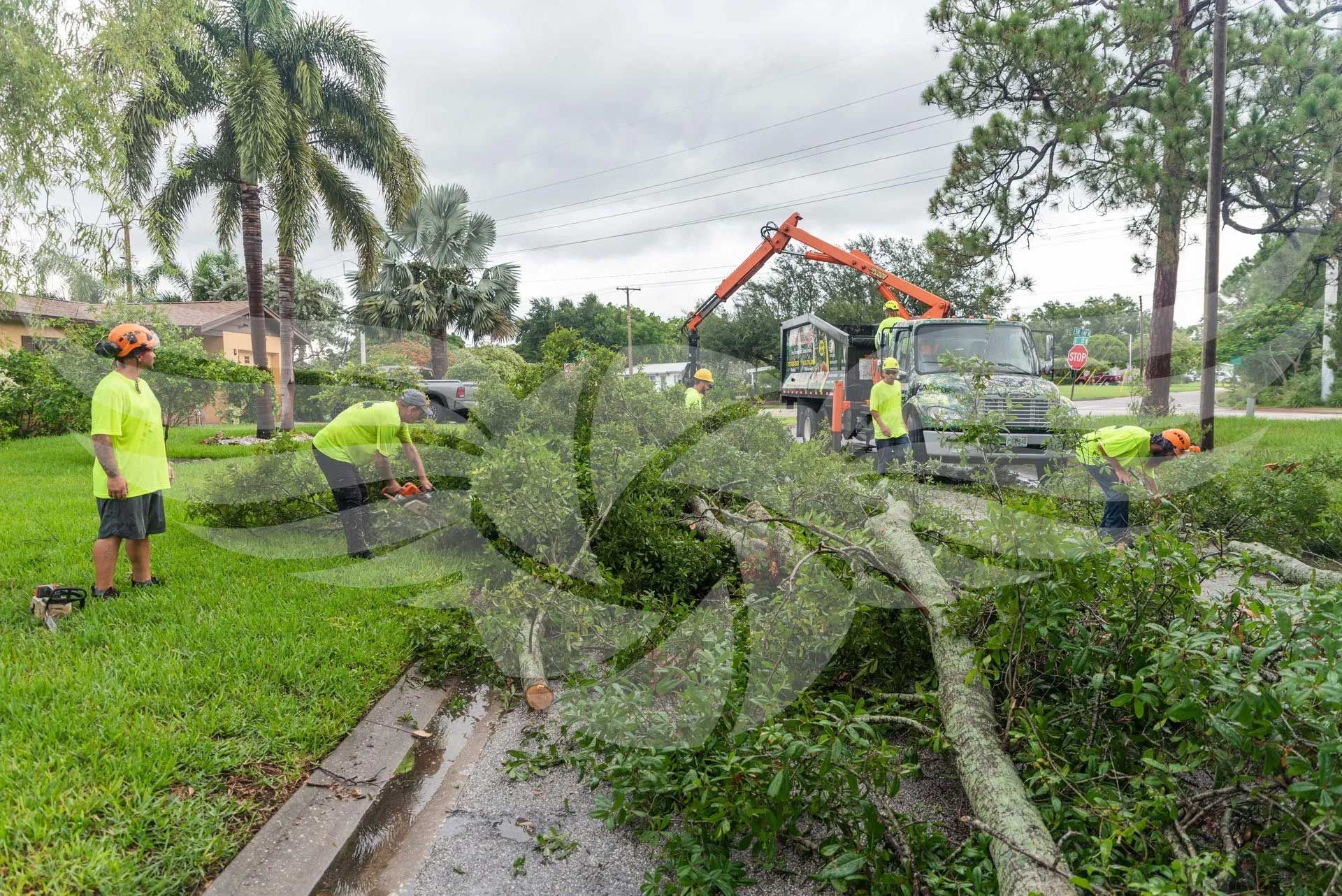 A group of people are cutting down a tree in a yard.