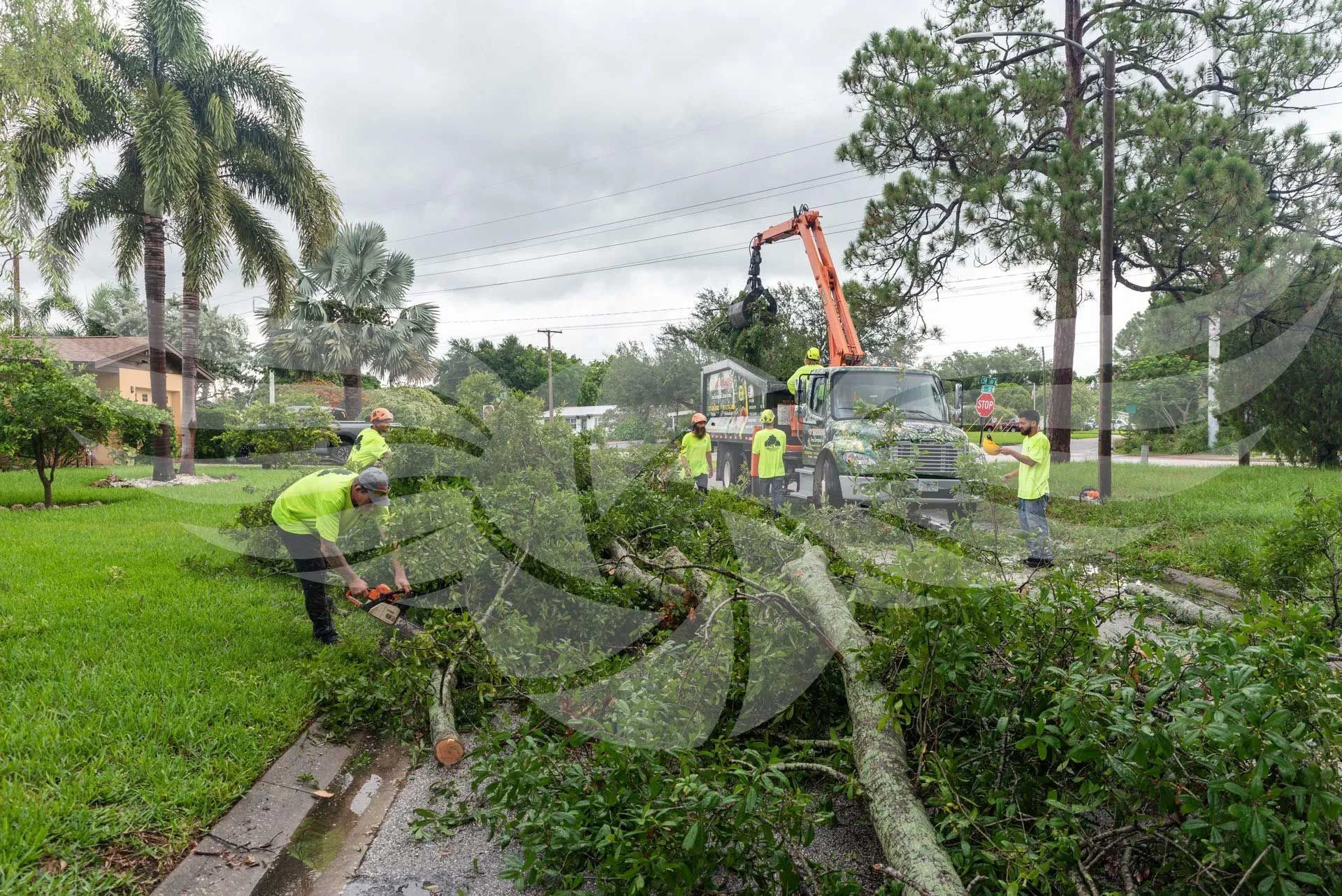 A group of people are cutting down a tree in a park.