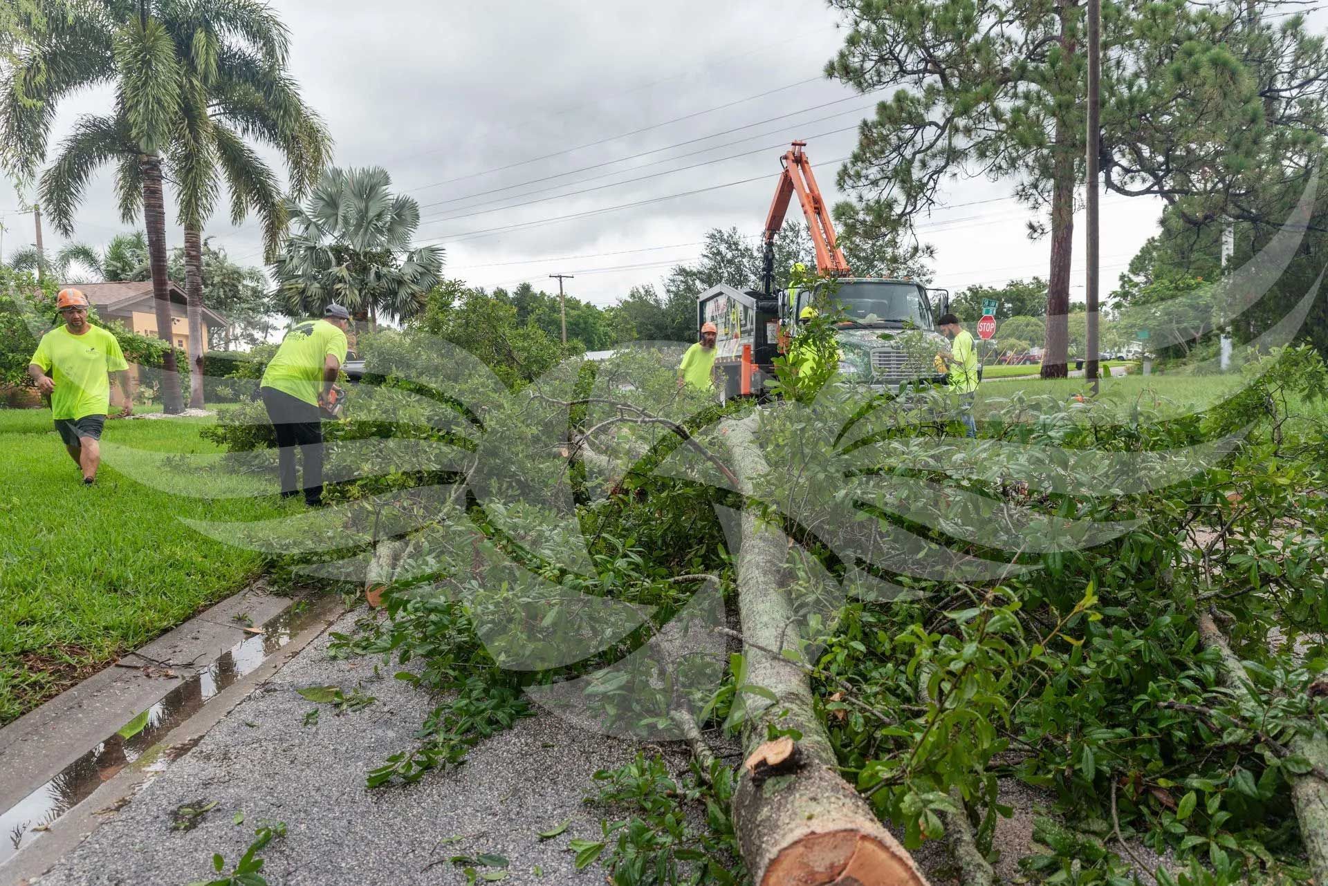 A group of people are standing around a tree that has been cut down.