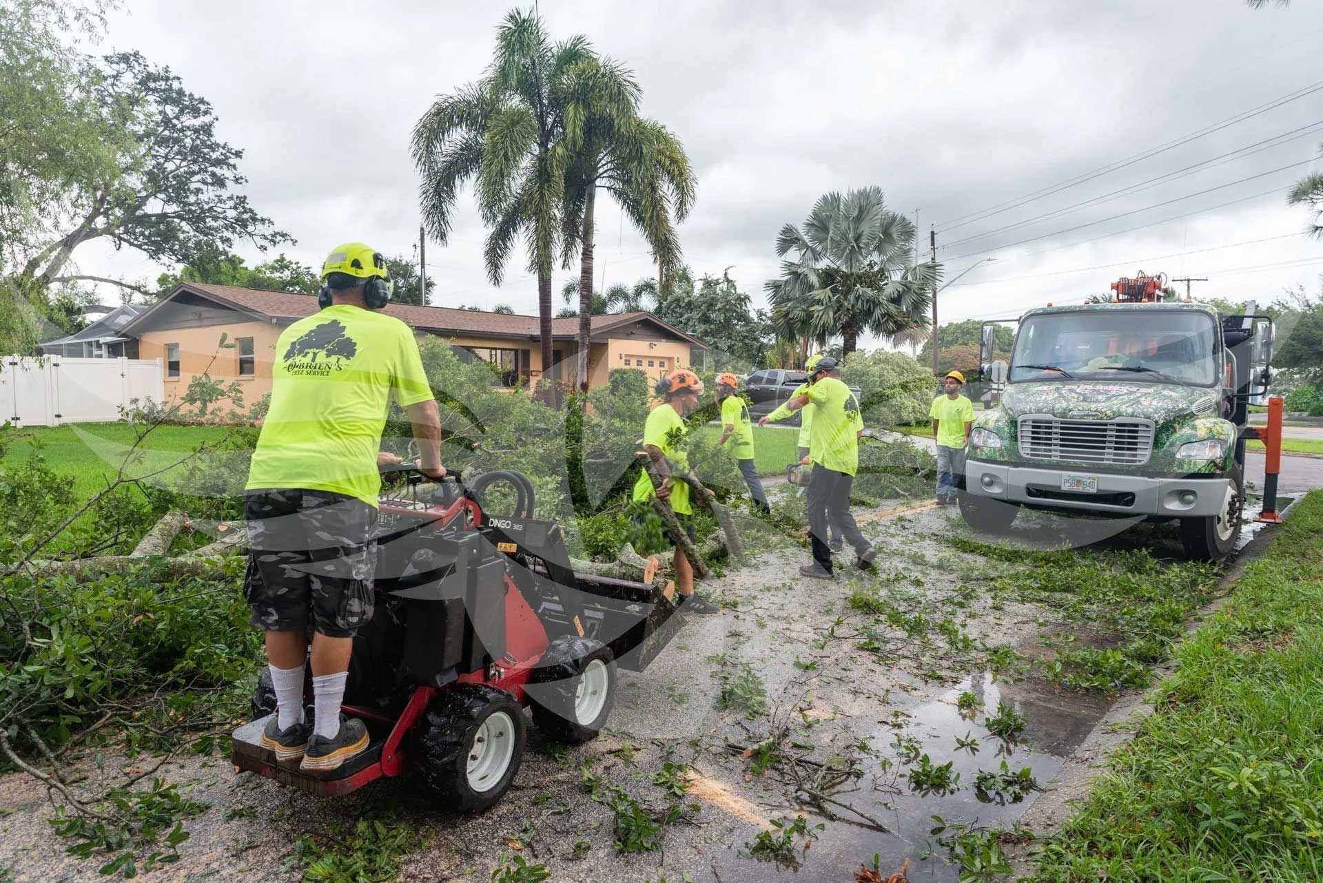 A group of men are cutting down a tree on the side of the road.