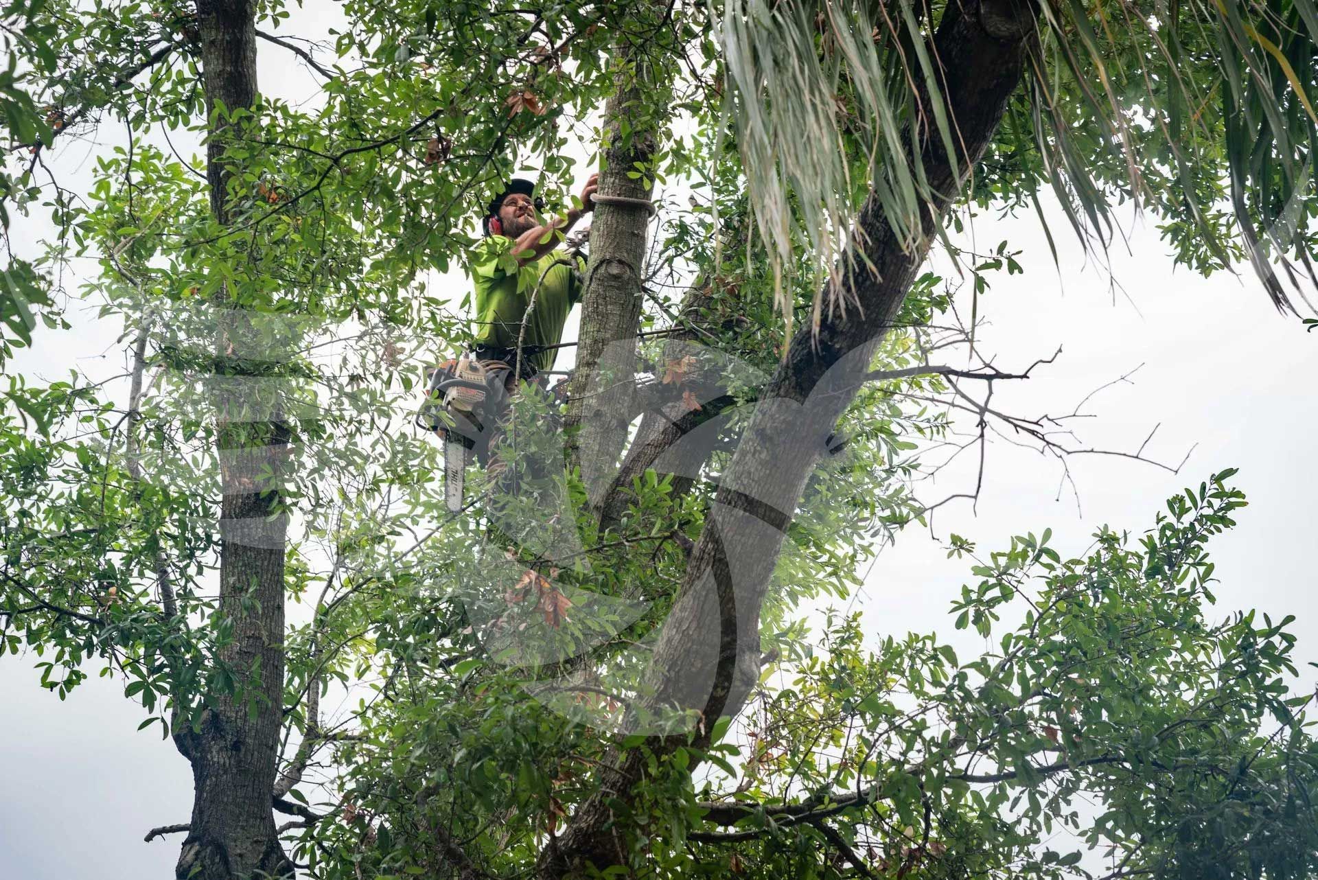 A man is climbing a tree with a chainsaw.