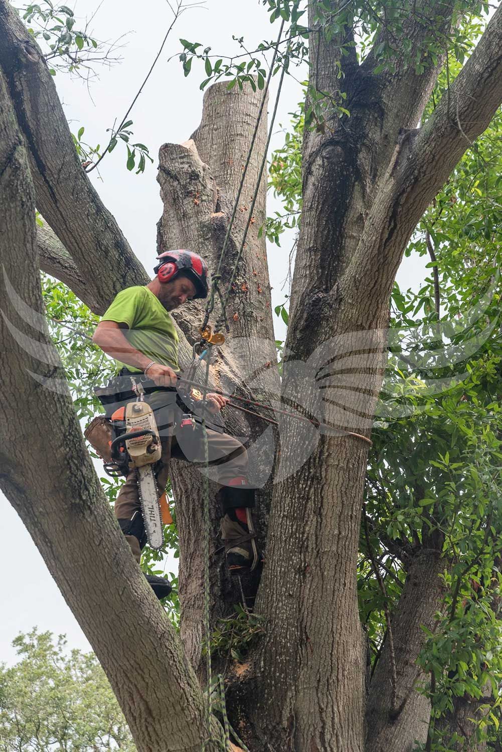 A man is cutting a tree with a chainsaw.