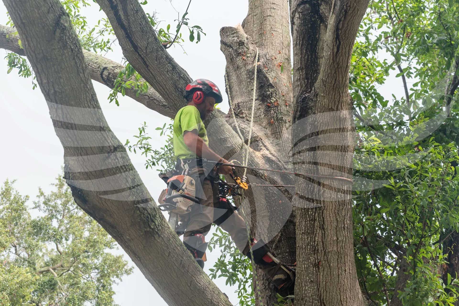 A man is climbing a tree with a chainsaw.
