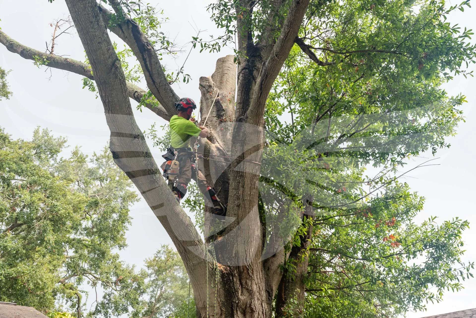 A man is climbing a tree with a chainsaw.