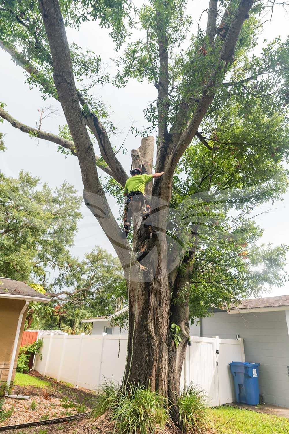 A man is climbing a tree in a backyard.