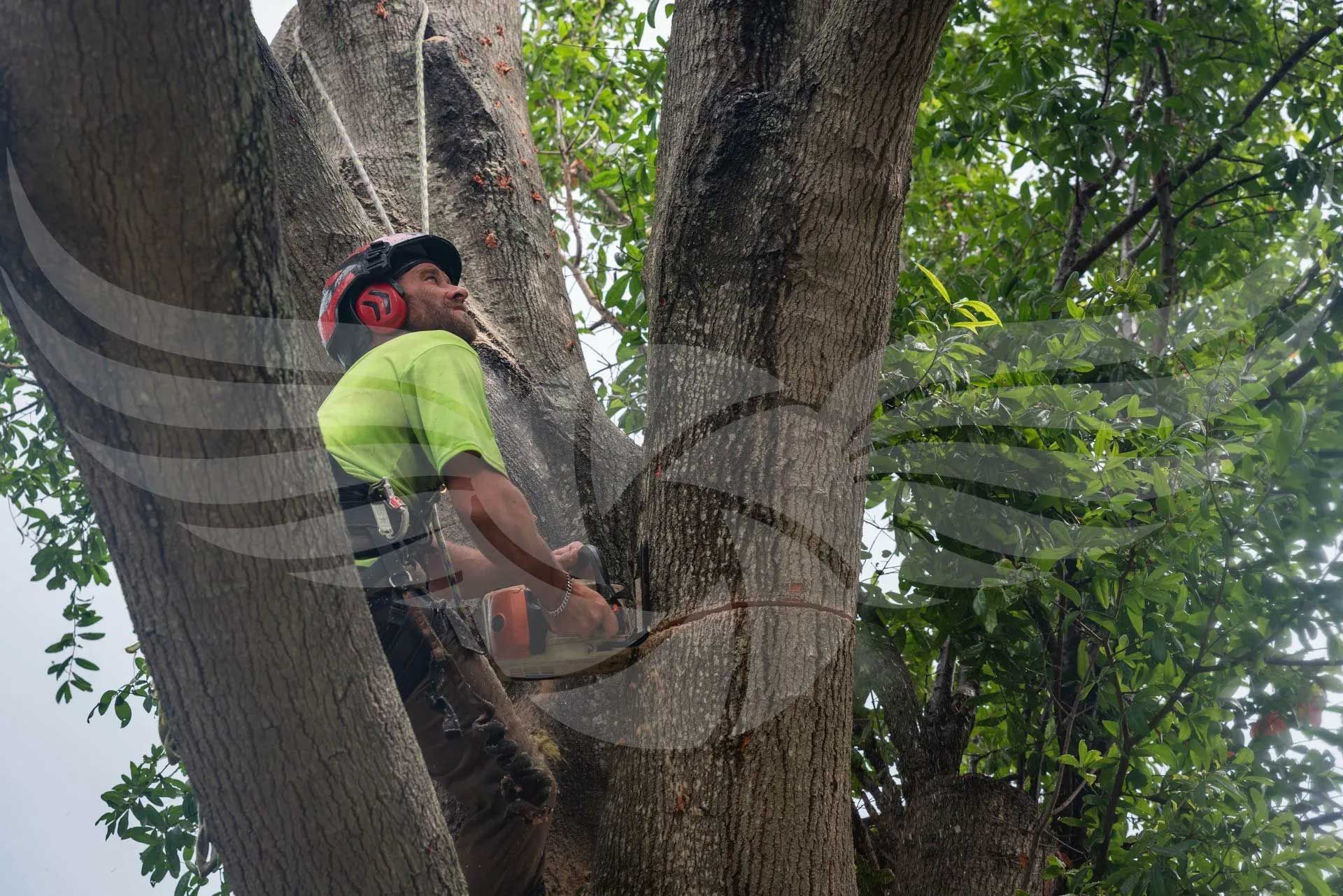 A man is climbing a tree with a chainsaw.