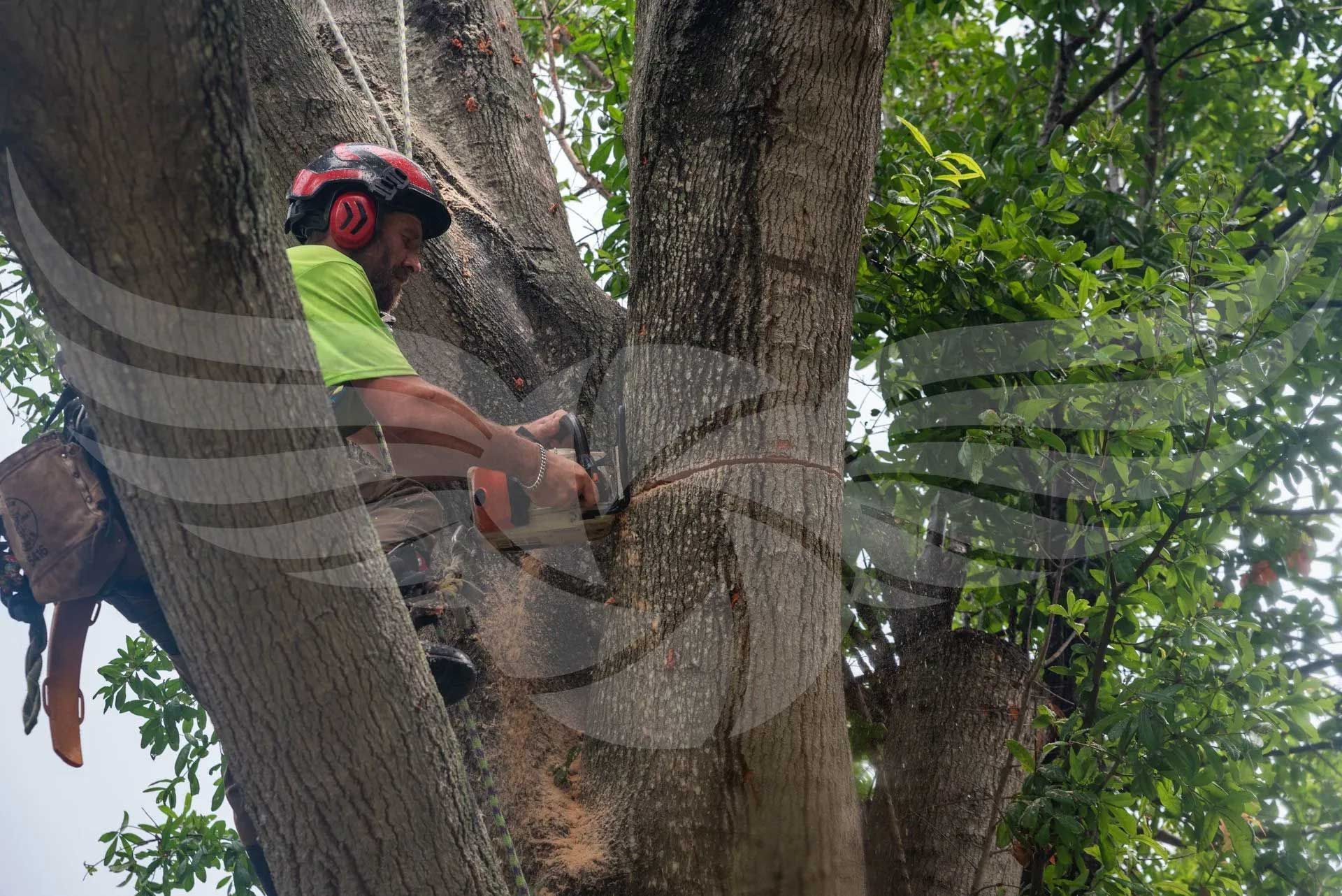 A man is cutting a tree with a chainsaw.