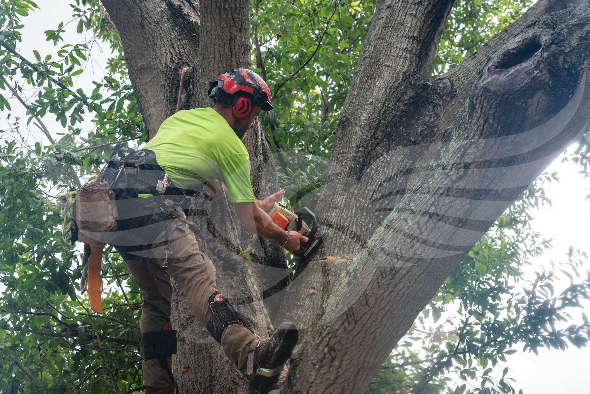 A man is cutting a tree with a chainsaw.