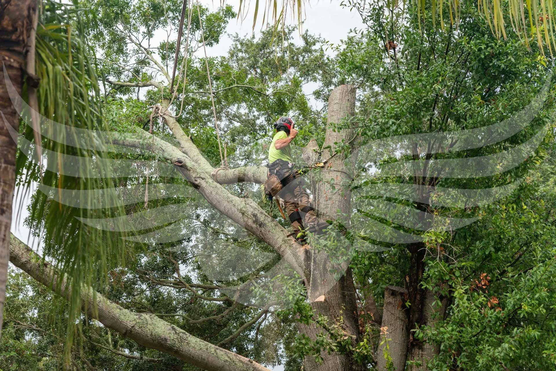 A man is cutting down a tree with a chainsaw.