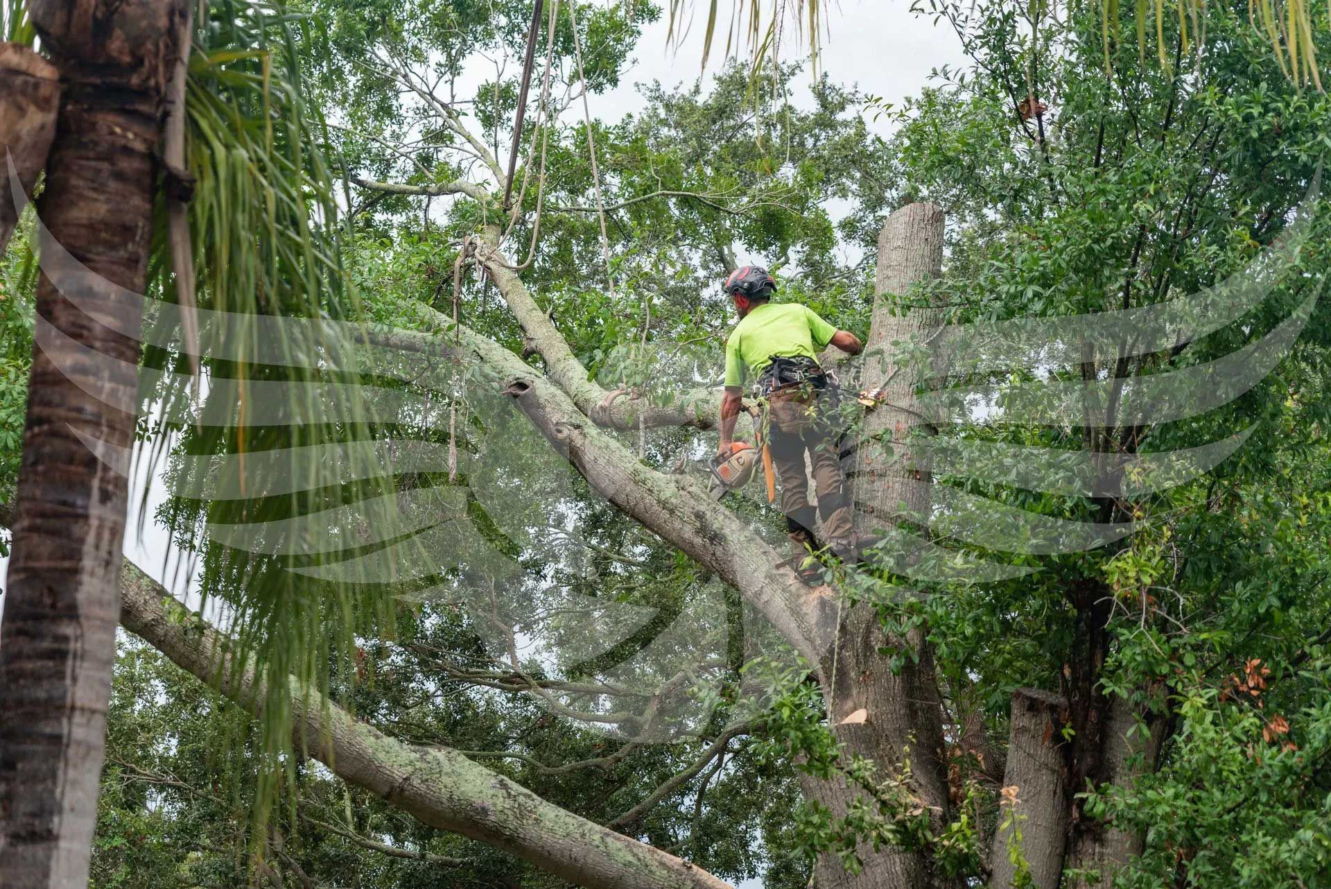 A man is climbing a tree with a chainsaw.