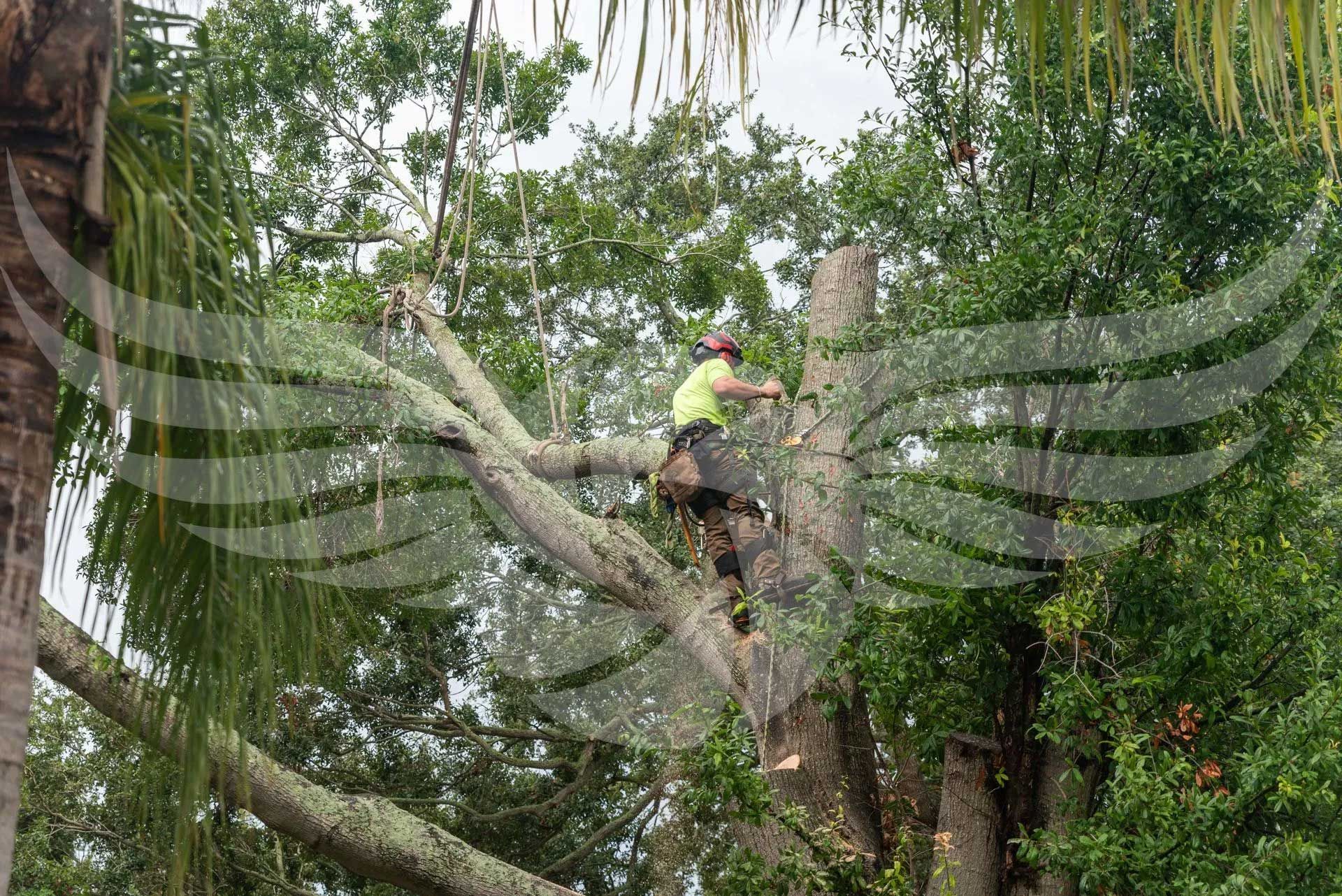 A man is cutting down a tree with a chainsaw.
