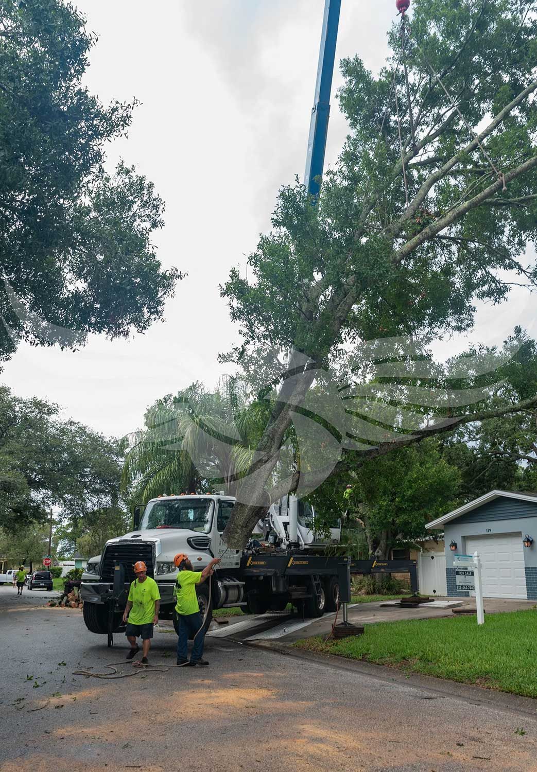 A tree is being removed from a truck by a crane.