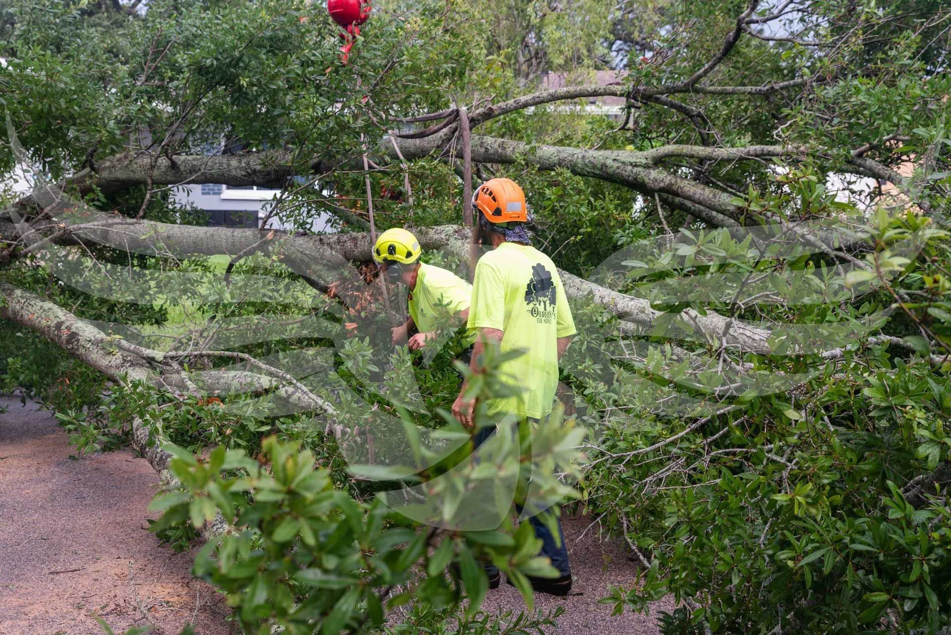Two men are standing next to a fallen tree.