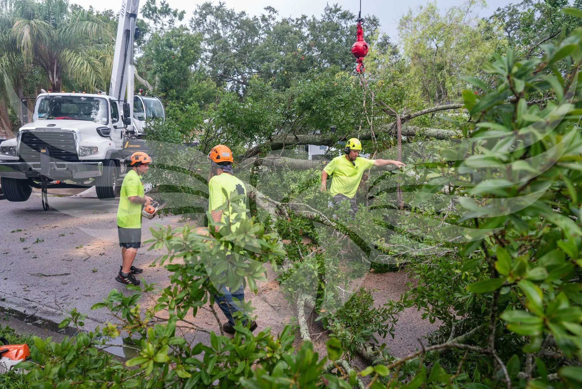 A group of men are standing next to a fallen tree.
