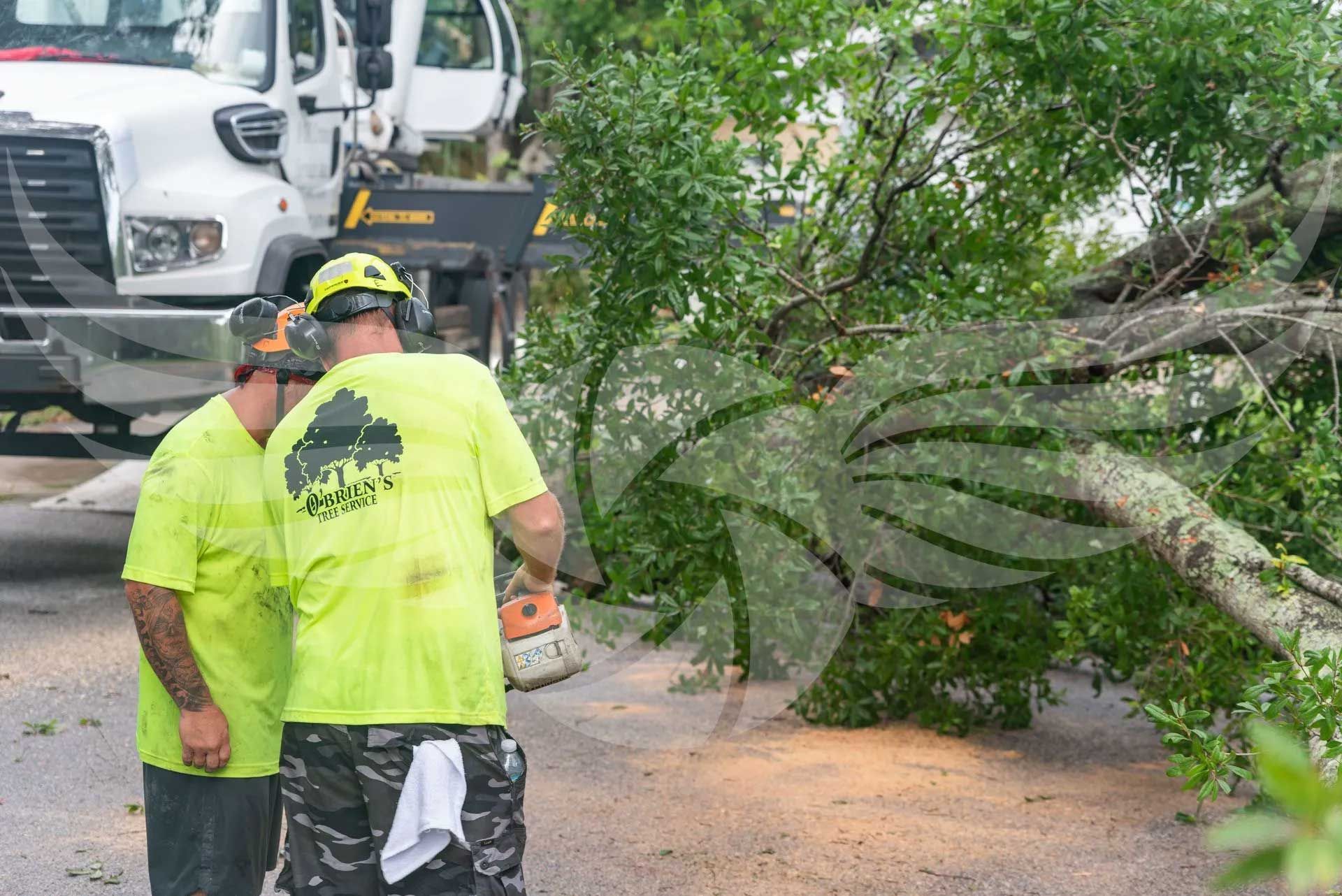 Two men are standing next to a fallen tree.