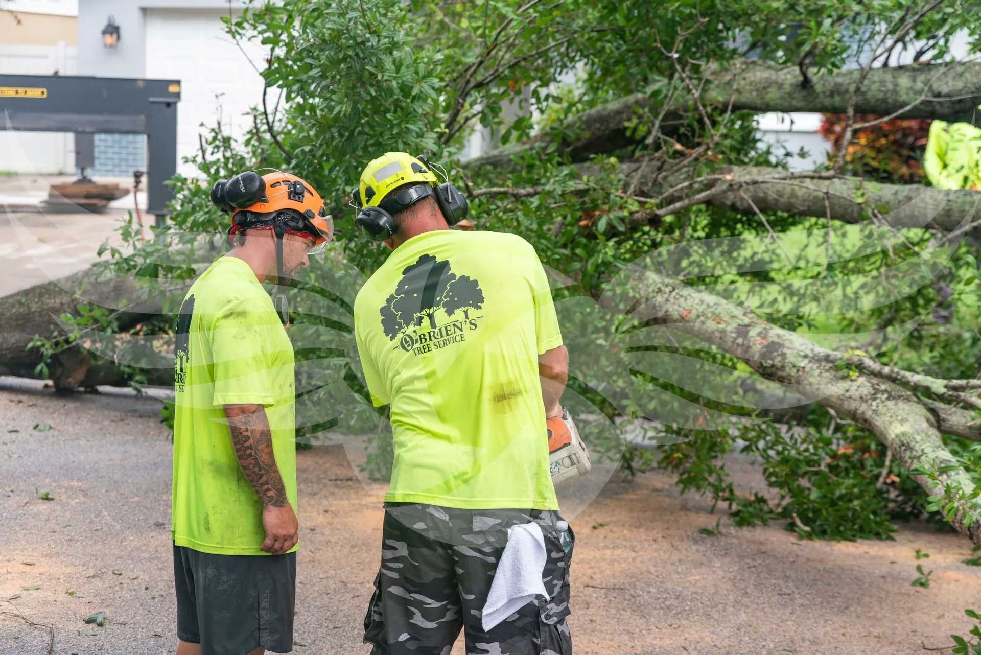 Two men are standing next to a fallen tree.