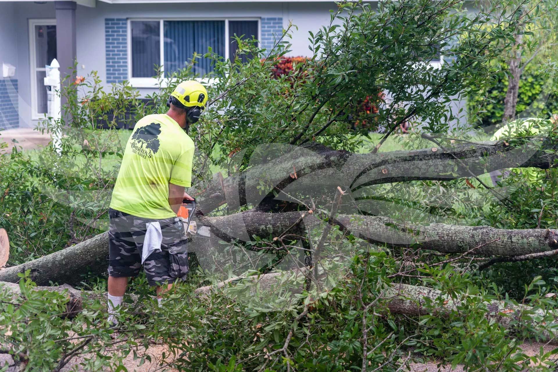A man is cutting a tree with a chainsaw in front of a house.